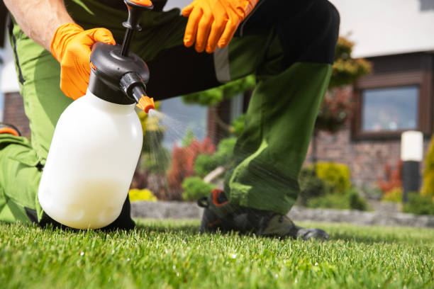 Best Ant Control Services  in St Paul, VA