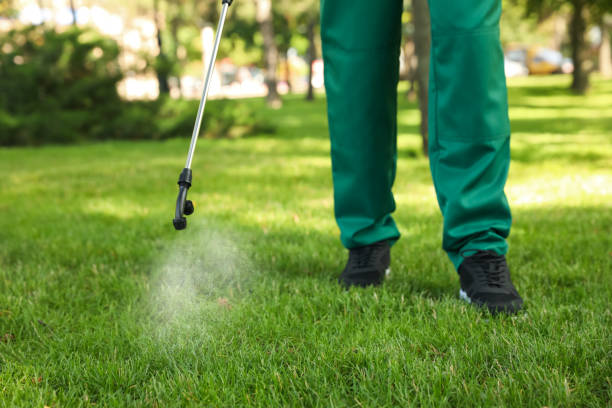Best Wasp Removal Services  in St Paul, VA