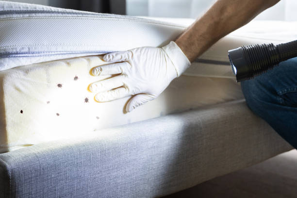 Best Pest Removal Services  in St Paul, VA