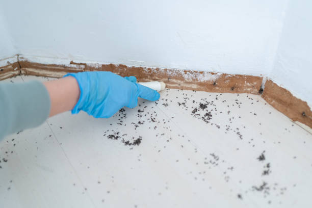 Best Cockroach Control Services  in St Paul, VA